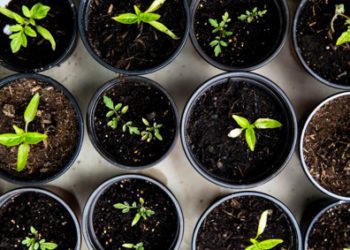 Urban Gardening