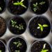Urban Gardening